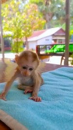 Špičkové mláďatá kapucínskych opíc