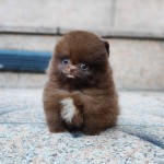 Pomeranian Šteniatka na adopciu