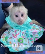 Zdravé bábätko kapucínskych opíc na predaj