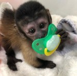 na predaj baby kapucínske opice cvičené na nočník