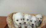 Predám šteniatka maltezákov