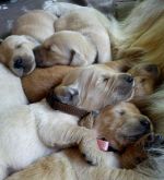 Predám šteniatka Zlatého retrievera