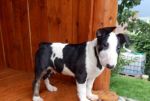 Bullterrier, bullterier, bulterier
