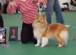 Sheltie,šteniatka šeltie