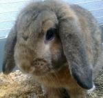 Darujem zakrslého zajačika