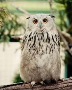 Predám chovný pár sibirskych výrov skalných