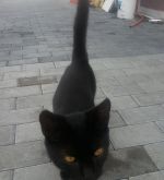 Darujem krasnych kocurikov