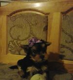 Yorkšhirsky teriér