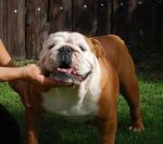 Anglicky buldog-bulldog-buldok-krytie