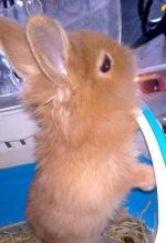 Predám krátkouchého teddy levíka