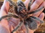 Grammostola rosea - Sklípkan růžový