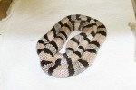 Lampropeltis t. hondurensis GHOST