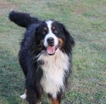 Bernský salašnícky pes na predaj