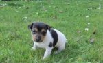 Predám šteniatka Jack Russel Teriér