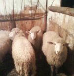 Vymením ponika a 5 oviec