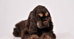 Americky kokerspaniel - šteniatko, psík