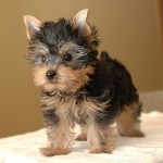 YORKSHIRE TERRIER s PP ZA VYBORNU CENU