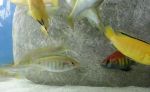 Haplochromis Nyererei - moznost rezervacie + dovoz