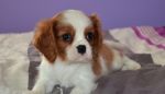 Cavalier King Charles Spaniel