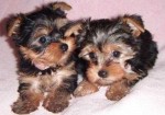 MINI YORKSHIRE TERRIER