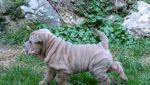 Shar-pei - šarpej šteniatka s rodokmeňom /PP/