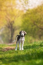 predaj saluki