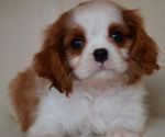 Cavalier King Charles Spaniel