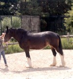 SHIRE Horse kobylka