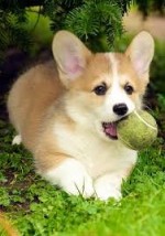  Welsh corgi pembroke šteňatá pre prijatie