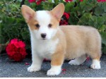 pembroke welsh corgi šteniatka