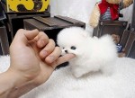 pomeranian mini boo