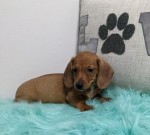 Jazvečík krátkosrstý - dachshund