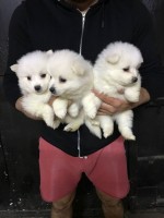 pomeranian mini