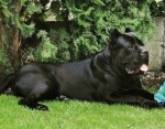 Cane corso 