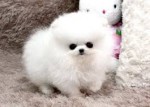 Pomeranian špic mini