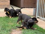 Top Quality Rottweiler Puppies