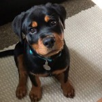 Rotvajler, Rotwailer, Rottweiler, Rotweiler,