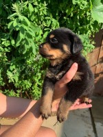 Rottweiler,Rotvajler s PP 