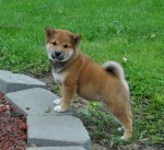 shiba inu