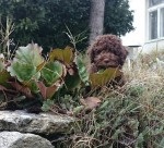 Lagotto romanolo