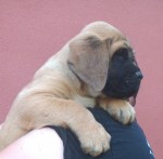 Anglický mastiff 