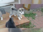 Sibirsky husky na Vianoce