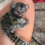 Opice marmoset k adopci 