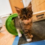 Maine Coon kittens available