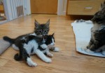 Maine Coon kittens for adoption