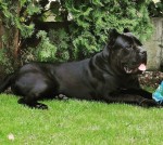 Cane Corso 