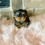 Šteniatka Yorkie na adopciu