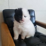 Šteniatka pomeranian na adopciu