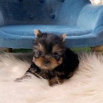 Yorkie šteniatka na adopciu