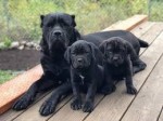 Šteniatka Cerberus Cane Corso